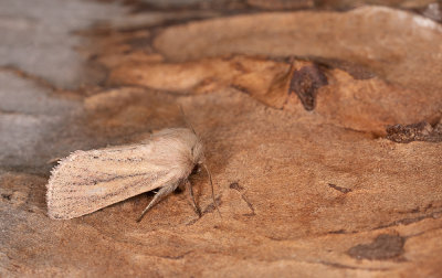 Denticucullus pygmina / Zeggeboorder