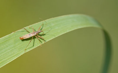 Nabis limbatus / Moerassikkelwants
