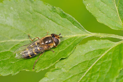 Scaeva selenitica / Gele halvemaanzweefvlieg