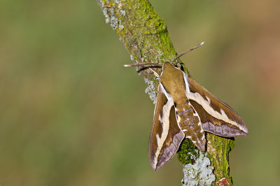 Bedstraw Hawk-moth / Walstropijlstaart