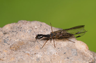 Phaeostigma notata / Drukke zwartvlekkameel