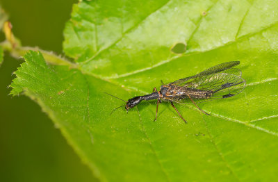 Phaeostigma notata / Drukke zwartvlekkameel