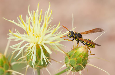 European paper wasp / Franse Veldwesp