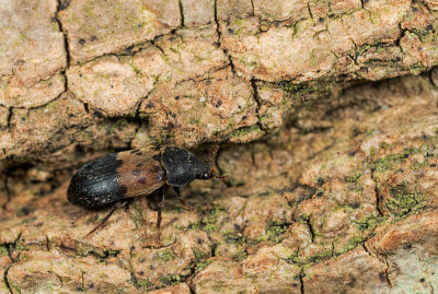 Dermestes lardarius / Gewone spekkever 