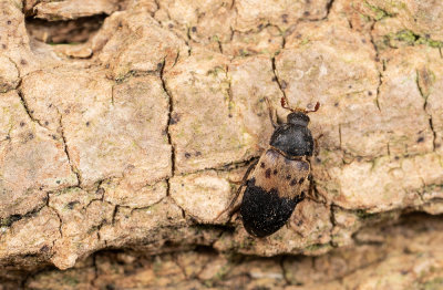 Dermestes lardarius / Gewone spekkever 