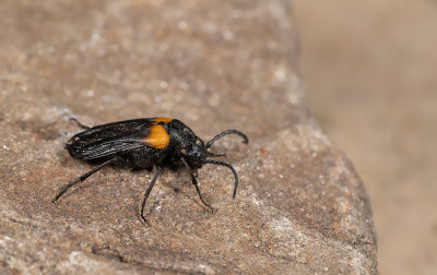 Sitaris muralis