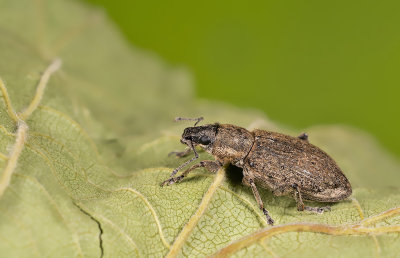 Tanymecus palliatus / Bietensnuitkever