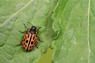 Chrysomela vigintipunctata / Gevlekt wilgenhaantje