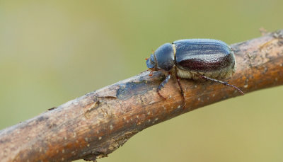 Aplidia transversa