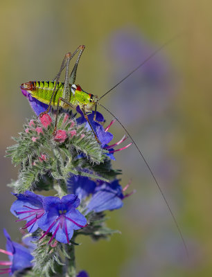 Poecilimon thoracicus / Dikbuikbontsabel