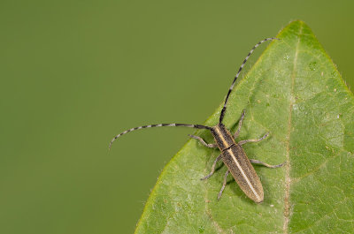 Agapanthia suturalis