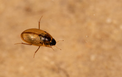 Enochrus quadripunctatus