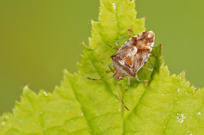 Parent bug / Gewone kielwants