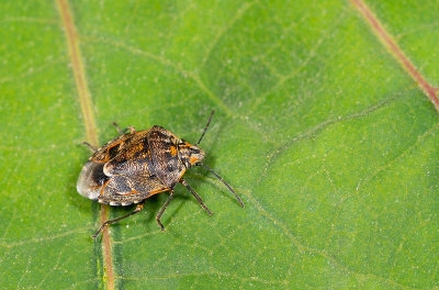 Holcogaster fibulata / Bonte dennenschildwants