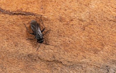 Pachytomella parallela / Zwarte grondblindwants