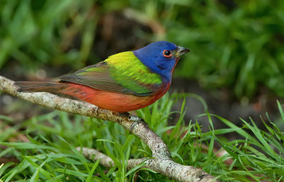 Painted bunting / Purpergors