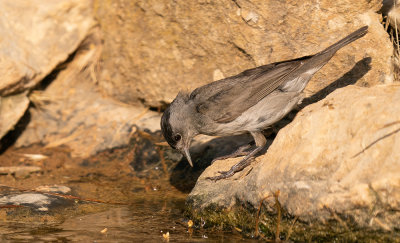 Blackcap / Zwartkop