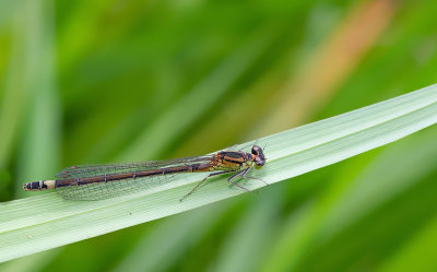 Norfolk damselfly / Donkere waterjuffer