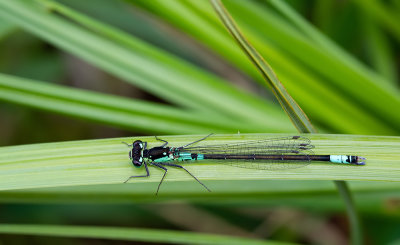 Norfolk damselfly / Donkere waterjuffer