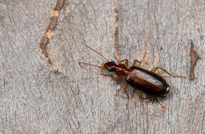 Paradromius linearis / Smalle schorsloper
