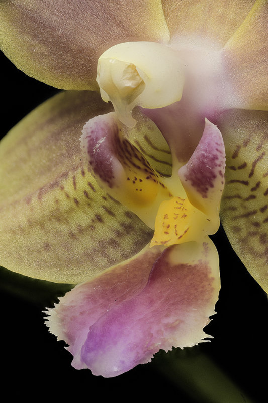 2020-04-11-14.23.25 ZS PMax.jpg