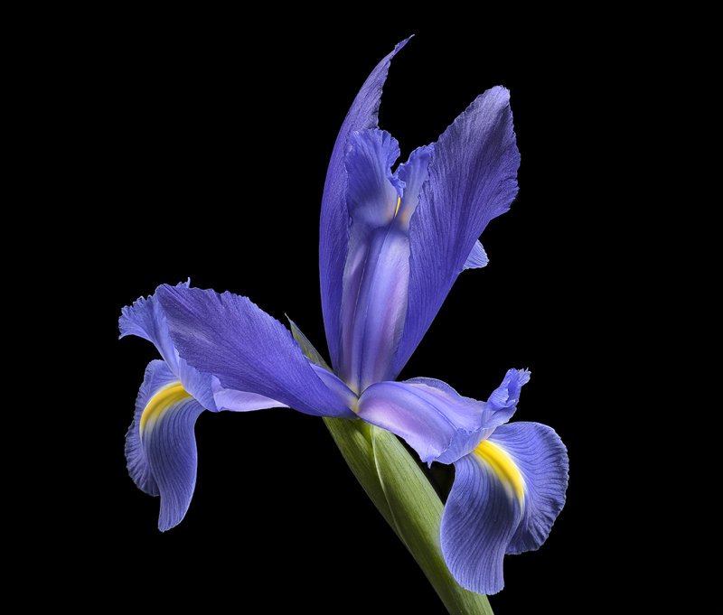 2020-05-24-13.45.47 ZS PMax.jpg