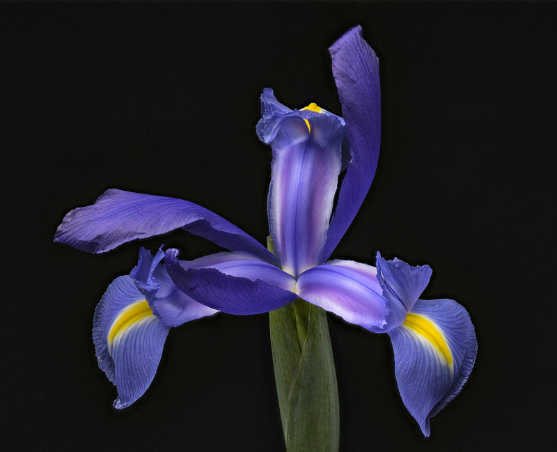 2020-06-05-15.32.55 ZS PMax.jpg
