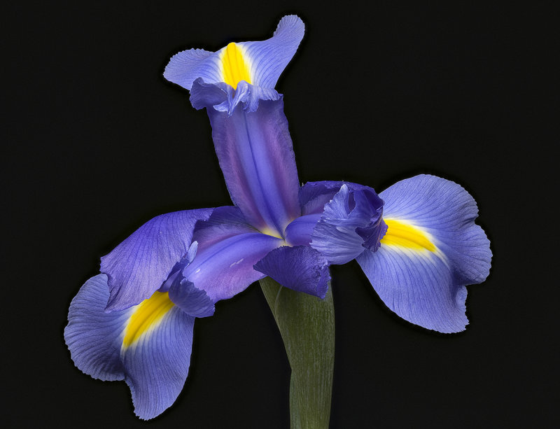 2020-06-13-13.03.26 ZS PMax.jpg