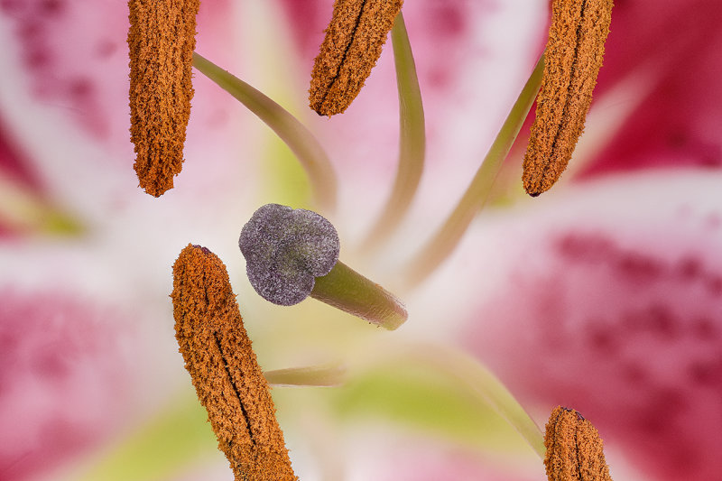 2020-07-22-15.24.40 ZS PMax.jpg