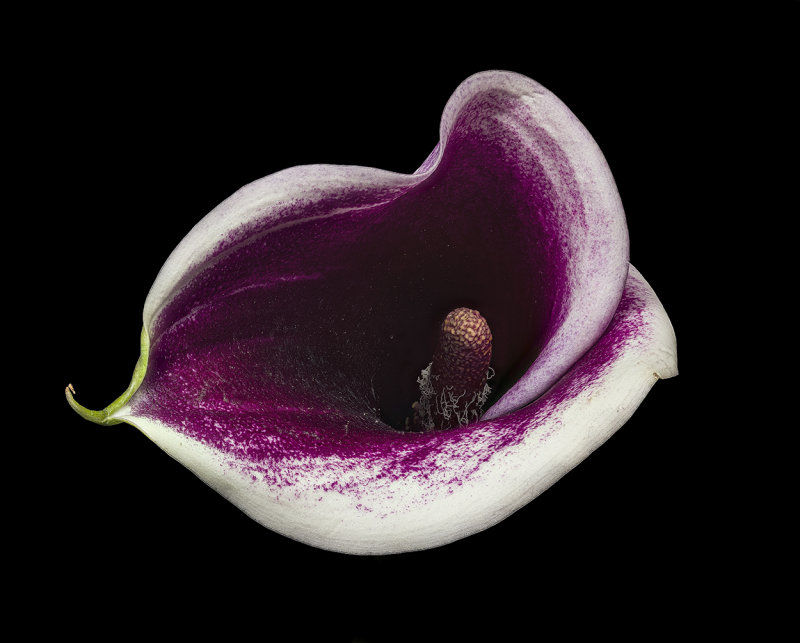 2020-09-02-16.17.16 ZS PMax.jpg