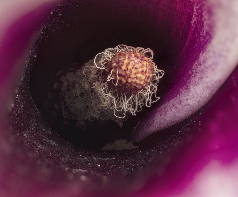 2020-09-06-16.53.28 ZS PMax.jpg