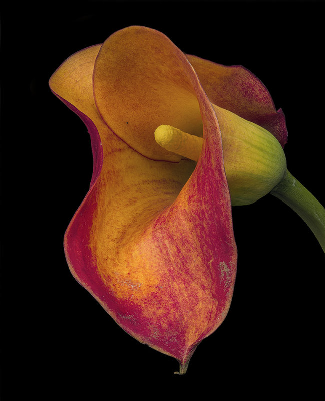 2020-09-11-12.30.12 ZS PMax.jpg