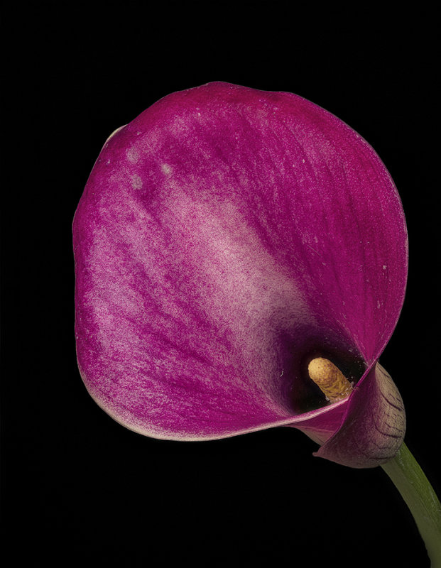 2020-09-12-12.55.03 ZS PMax.jpg