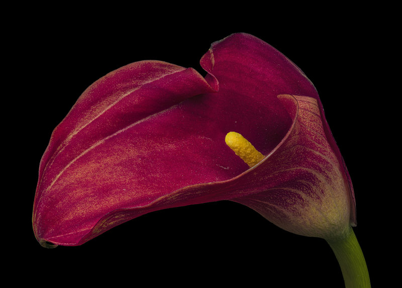 2020-09-13-11.41.51 ZS PMax.jpg