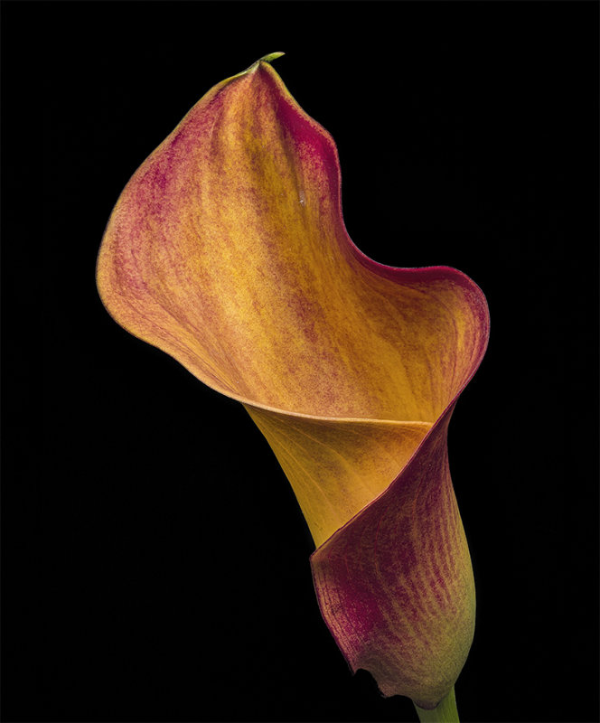 2020-09-18-09.50.53 ZS PMax.jpg