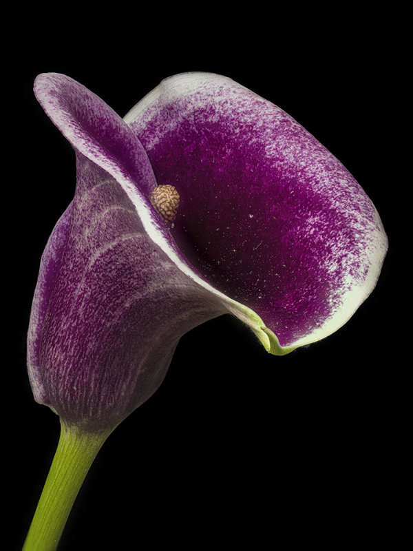 2020-09-20-11.16.40 ZS PMax.jpg