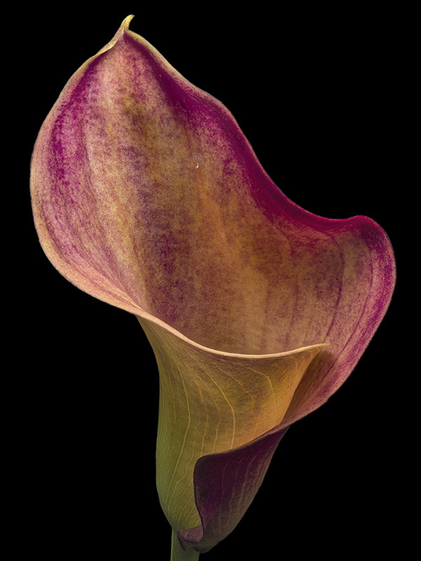 2020-09-25-16.02.39 ZS PMax.jpg