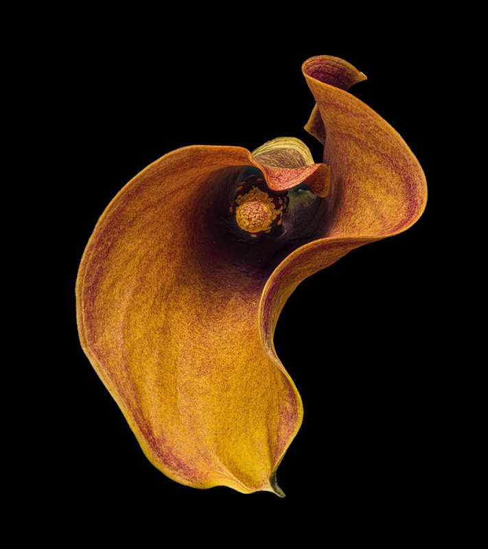 2020-10-09-13.31.15 ZS PMax.jpg