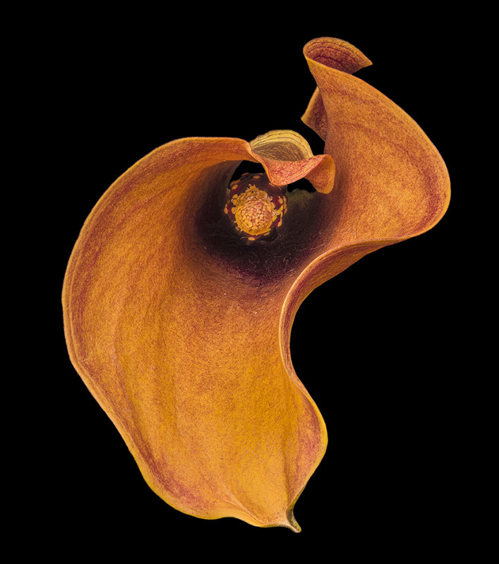 2020-10-09-16.56.54 ZS PMax.jpg