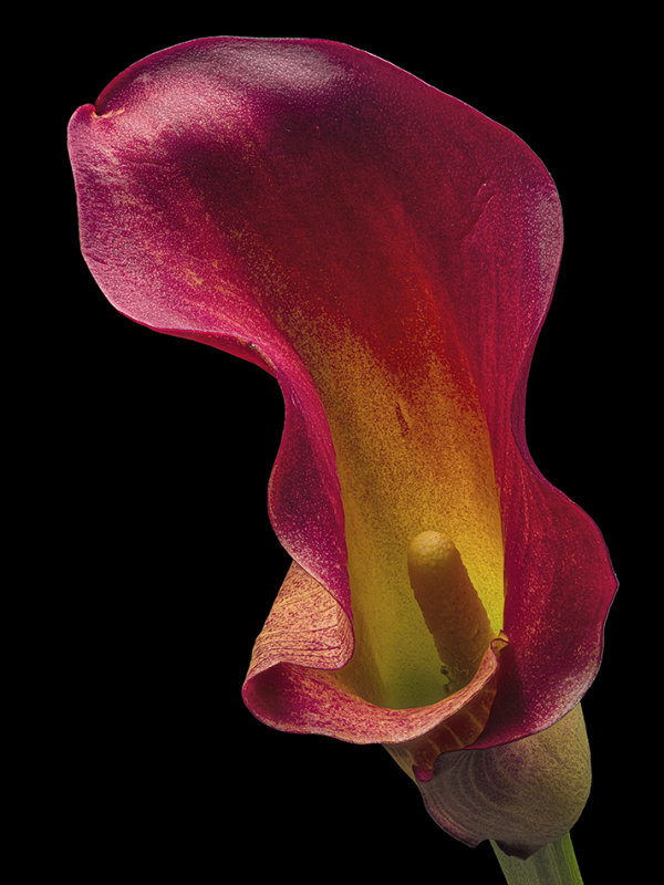 2020-10-24-16.29.42 ZS PMax.jpg