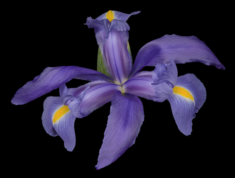 2021-08-06-21.38.12 ZS PMax.jpg