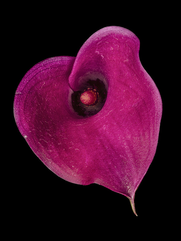 2021-08-21-16.50.35 ZS PMax.jpg