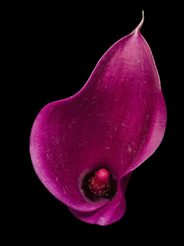 2021-08-22-14.08.36 ZS PMax.jpg