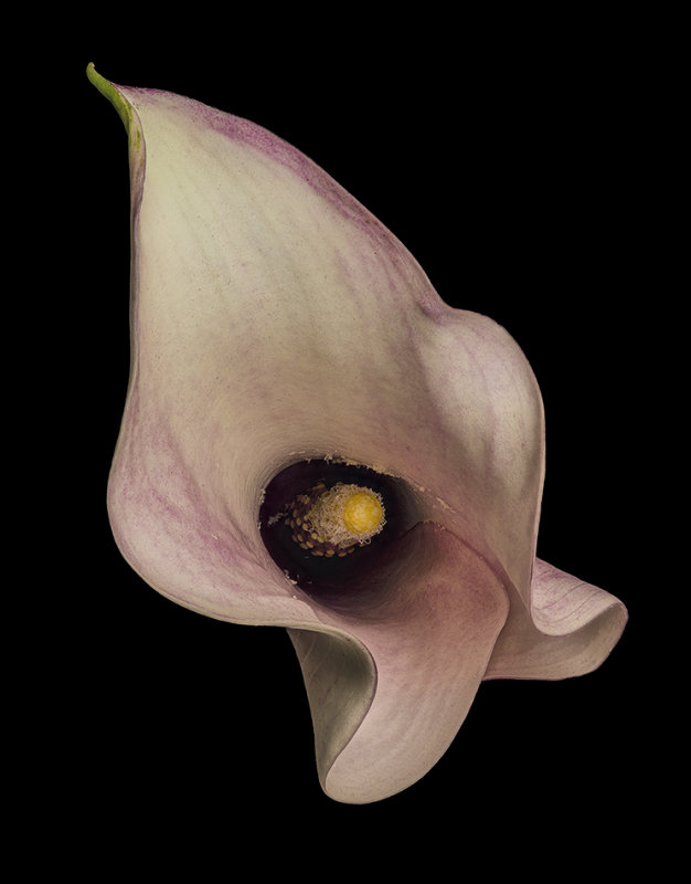 2021-08-27-15.32.24 ZS PMax_rotate.jpg