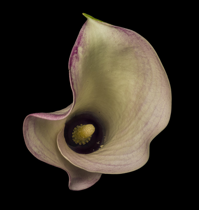 2021-08-28-12.52.24 ZS PMax.jpg