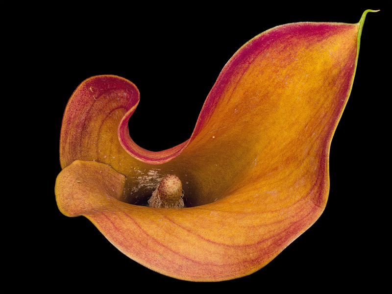 2021-09-29-11.53.51 ZS PMax.jpg