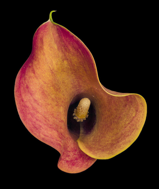 2021-09-29-12.28.56 ZS PMax.jpg