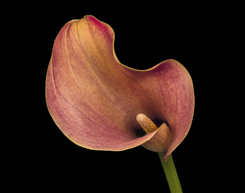 2021-10-12-10.57.23 ZS PMax.jpg