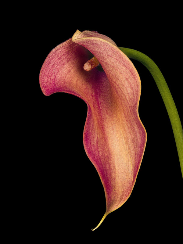 2021-10-14-12.33.32 ZS PMax.jpg