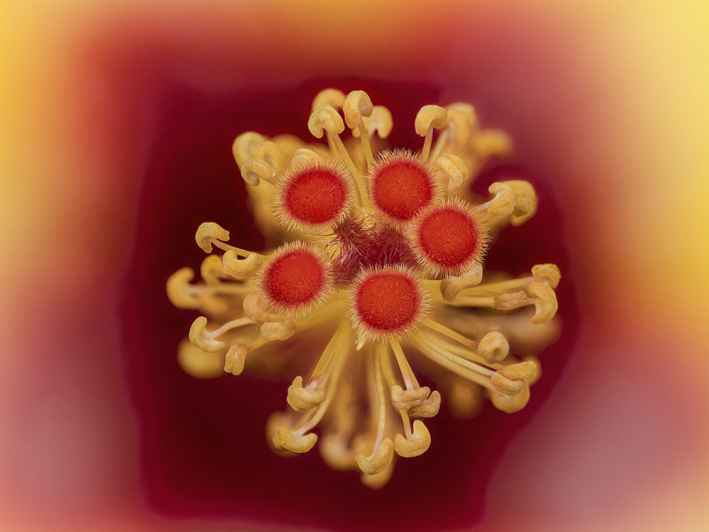2022-03-27-10.53.08 ZS PMax.jpg